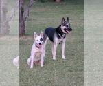 Small #1 German Shepherd Dog-Huskies  Mix