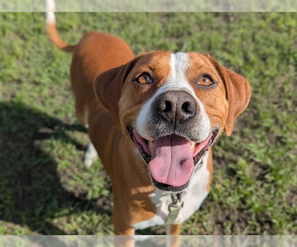 Medium Photo #3 Mutt Puppy For Sale in Ocala, FL, USA