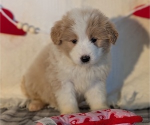 Medium Samoyed
