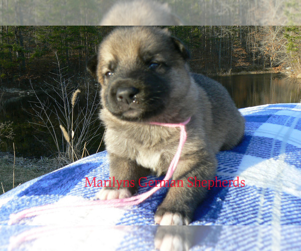 Medium Photo #3 German Shepherd Dog Puppy For Sale in PIEDMONT, MO, USA