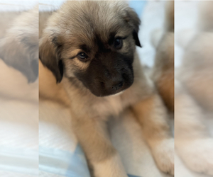 Anatolian Shepherd-Great Pyrenees Mix Puppy for sale in ESCONDIDO, CA, USA