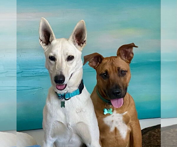 Medium Photo #4 Labrador Retriever-white german shepherd Mix Puppy For Sale in Newport Beach, CA, USA