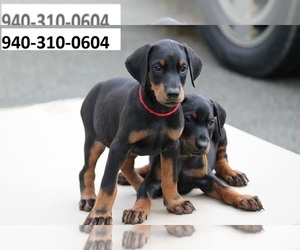 Doberman Pinscher Puppy for sale in DALY CITY, CA, USA