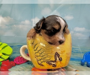 Morkie Puppy for sale in CASSVILLE, MO, USA