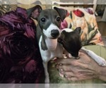 Small #1 Italian Greyhound