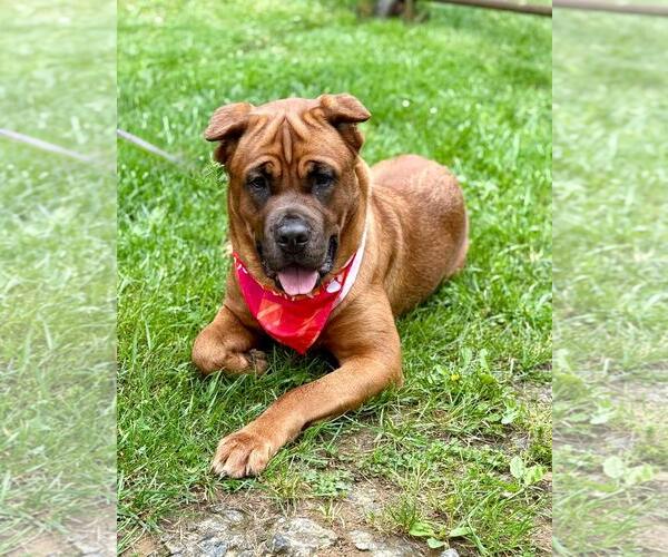 Medium Photo #4 Mastiff-Unknown Mix Puppy For Sale in Spring Lake, NJ, USA