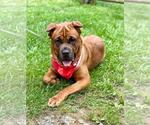 Small #3 Mastiff Mix