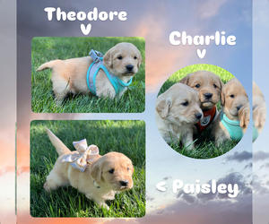 Golden Retriever Puppy for sale in COLORADO SPRINGS, CO, USA