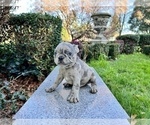 Small Photo #162 French Bulldog Puppy For Sale in HAYWARD, CA, USA