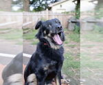 Small #2 Australian Shepherd Mix