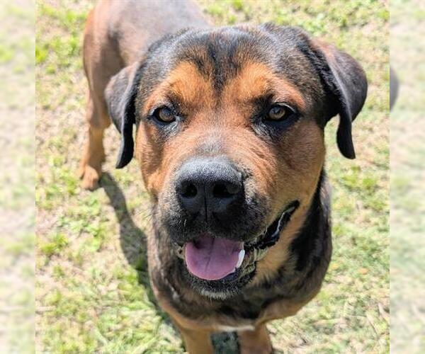 Medium Photo #2 Rottweiler-Unknown Mix Puppy For Sale in Houston, TX, USA