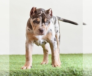 American Bully Puppy for sale in DE LEON SPRINGS, FL, USA