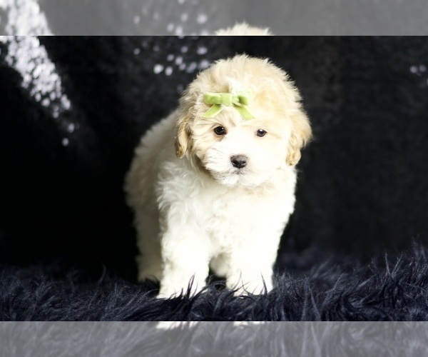 Medium Photo #5 Maltipoo (Miniature) Puppy For Sale in WARSAW, IN, USA