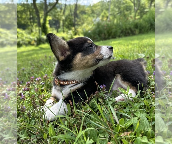 Medium Photo #11 Pembroke Welsh Corgi Puppy For Sale in PERKINSVILLE, VT, USA