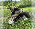 Small #10 Pembroke Welsh Corgi