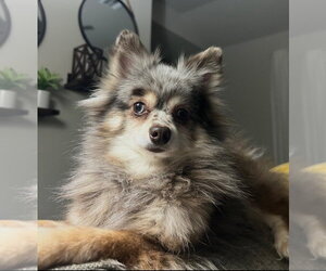 Pomeranian Dogs for adoption in Claremore, OK, USA