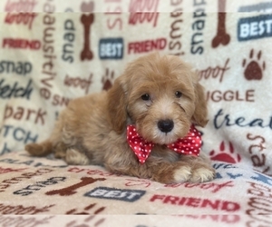 Goldendoodle (Miniature) Puppy for sale in LAKELAND, FL, USA