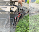 Small #2 Catahoula Leopard Dog
