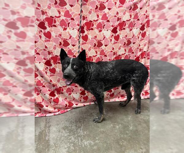 Medium Photo #1 Mutt Puppy For Sale in Rosenberg, TX, USA