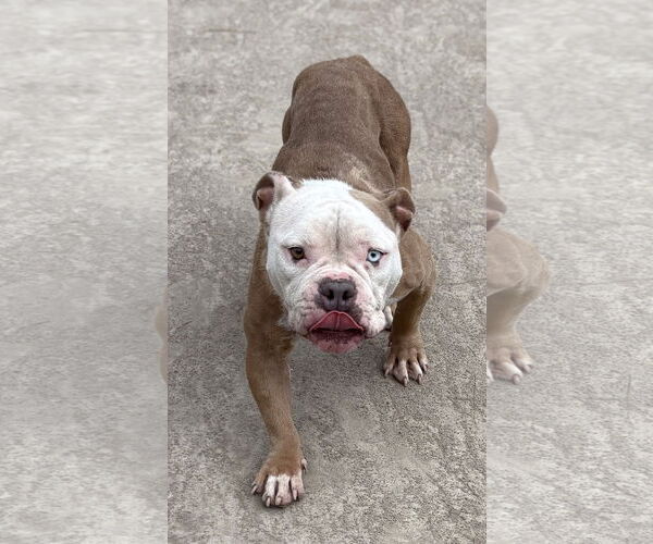 Medium Photo #4 Bulldog-Unknown Mix Puppy For Sale in Virginia Beach, VA, USA