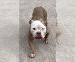 Small #3 Bulldog Mix