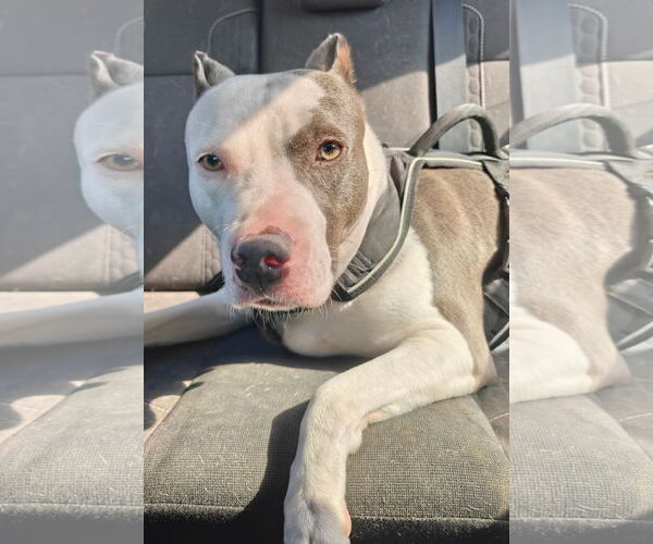 Medium Photo #1 American Pit Bull Terrier-Unknown Mix Puppy For Sale in Germantown, OH, USA