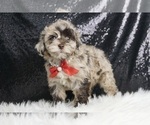 Puppy Smores F1B Poodle (Toy)-Schnoodle (Miniature) Mix