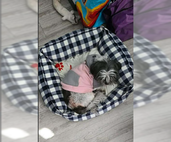 Medium Photo #3 Shih Tzu-Unknown Mix Puppy For Sale in Cranston, RI, USA