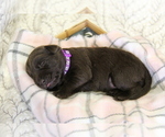 Puppy Macy Labrador Retriever