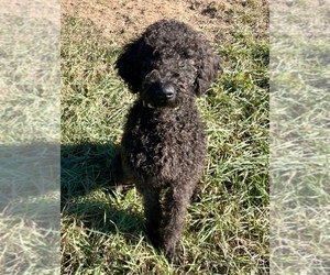 Labradoodle Puppy for sale in MONTELLO, WI, USA