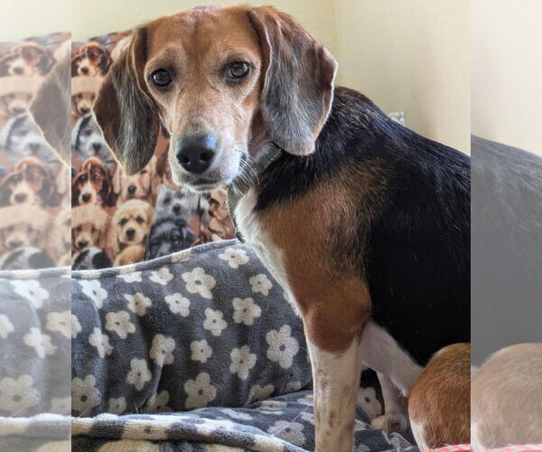 Medium Photo #4 Beagle Puppy For Sale in Dunnellon, FL, USA