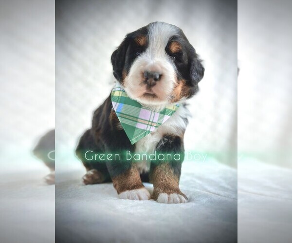 Medium Photo #1 Bernese Mountain Dog Puppy For Sale in MIDDLETOWN, VA, USA