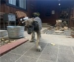Small #1 Irish Wolfhound