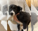 Small Photo #8 Border Collie Puppy For Sale in LECOMA, MO, USA