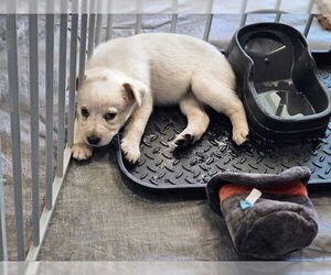 Mutt Dogs for adoption in Williamsburg, NM, USA