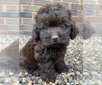 Puppy 5 Cockapoo