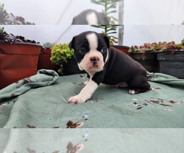 Medium Photo #5 Boston Terrier Puppy For Sale in GREENWOOD, WI, USA