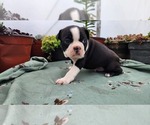 Small #4 Boston Terrier