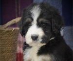 Small Photo #3 Bernedoodle Puppy For Sale in ARCANUM, OH, USA