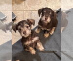 Small #1 Poodle (Toy) Mix