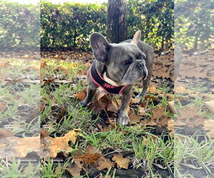 Stella FH - Female French Bulldog Dog for Adoption - Photo #5