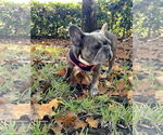 Small #4 French Bulldog