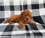 Small #4 Cavapoo (Miniature)