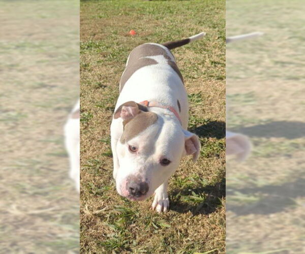 Medium Photo #2 Mutt Puppy For Sale in Plano, TX, USA