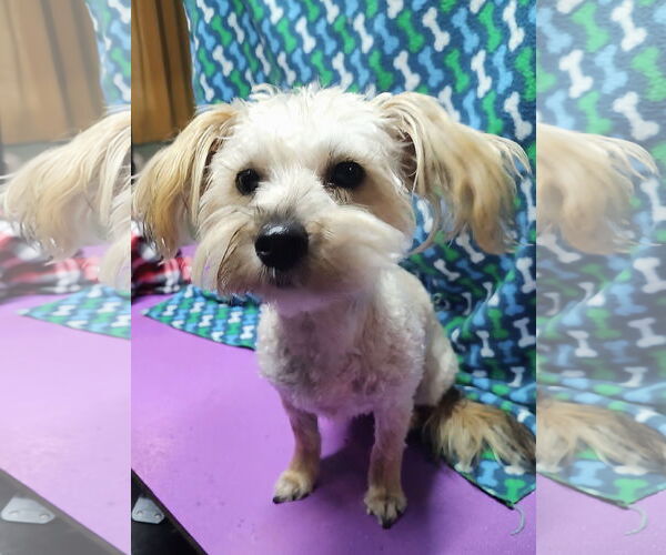 Medium Photo #4 Mutt Puppy For Sale in Allentown,, PA, USA