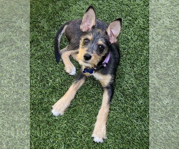 Medium Photo #4 Mutt Puppy For Sale in Corona, CA, USA