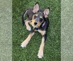 Small #3 Mutt