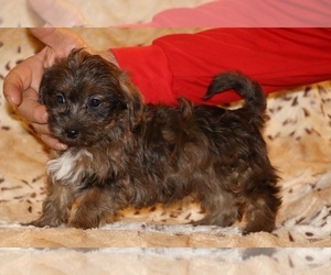 Yorkiepoo mix (+ Poodle Toy) Puppy for sale in DYERSBURG, TN, USA