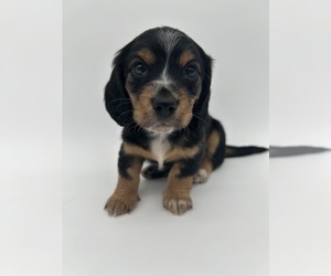 Dachshund Puppy for Sale in FAIRBANK, Iowa USA