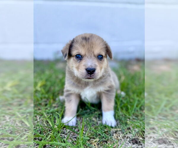 Medium Photo #2 Australian Shepherd-Unknown Mix Puppy For Sale in OKLAHOMA CITY, OK, USA